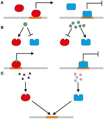 The Promoter Toolbox for Recombinant Gene Expression in Trichoderma reesei